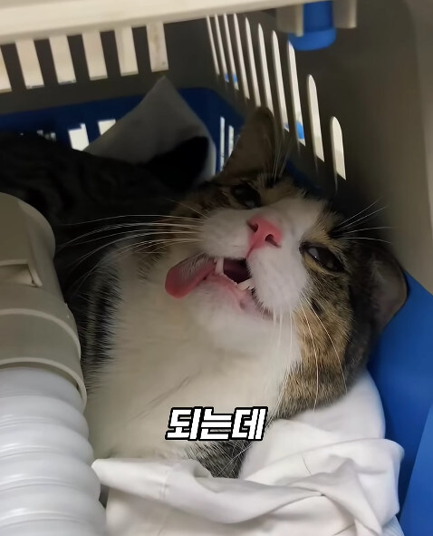 동물병원에서 눈물을 흘리는 고양이들의 비밀_11.jpg