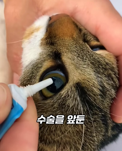 동물병원에서 눈물을 흘리는 고양이들의 비밀_12.jpg