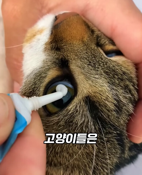 동물병원에서 눈물을 흘리는 고양이들의 비밀_13.jpg