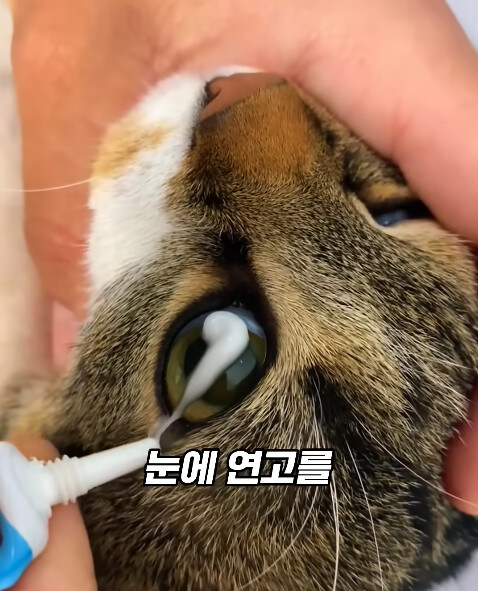 동물병원에서 눈물을 흘리는 고양이들의 비밀_14.jpg