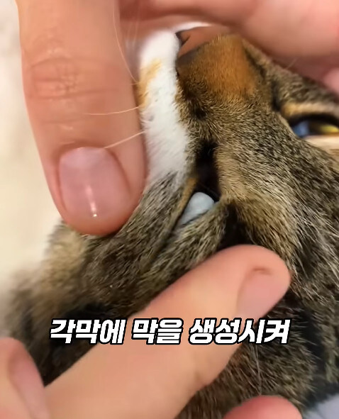 동물병원에서 눈물을 흘리는 고양이들의 비밀_15.jpg