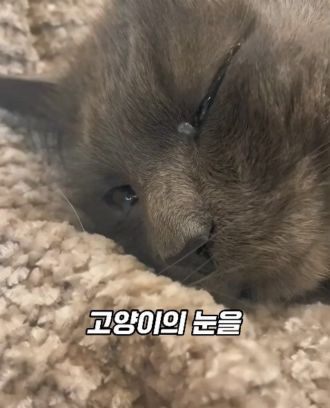 동물병원에서 눈물을 흘리는 고양이들의 비밀_16.jpg