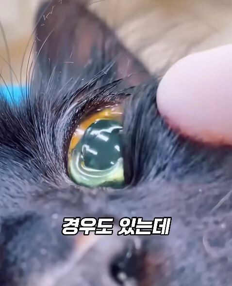 동물병원에서 눈물을 흘리는 고양이들의 비밀_21.jpg
