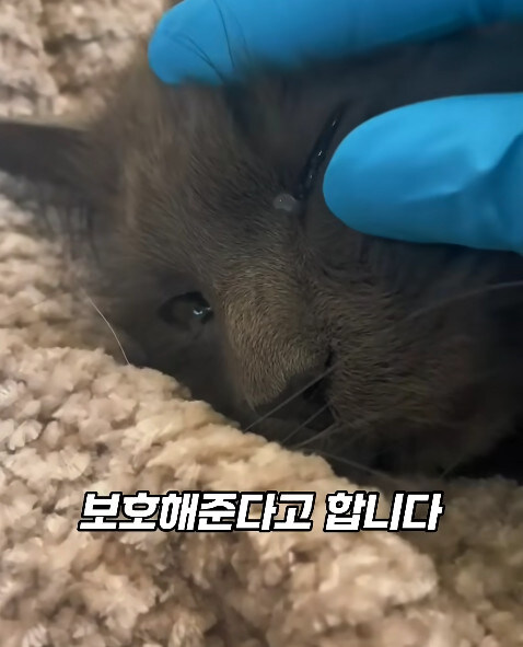 동물병원에서 눈물을 흘리는 고양이들의 비밀_17.jpg