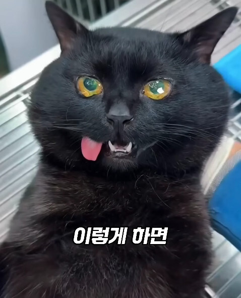 동물병원에서 눈물을 흘리는 고양이들의 비밀_22.jpg