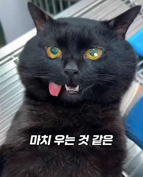 동물병원에서 눈물을 흘리는 고양이들의 비밀_23.jpg