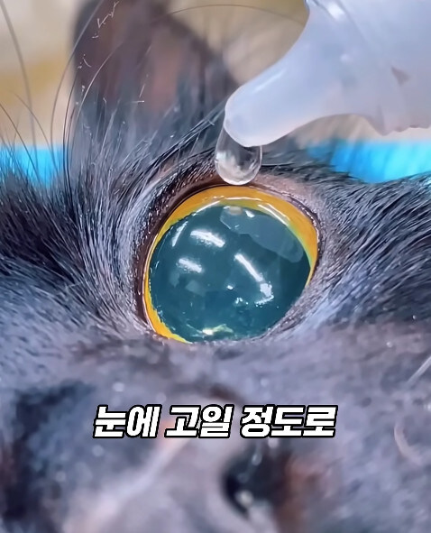 동물병원에서 눈물을 흘리는 고양이들의 비밀_19.jpg