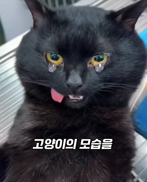 동물병원에서 눈물을 흘리는 고양이들의 비밀_24.jpg