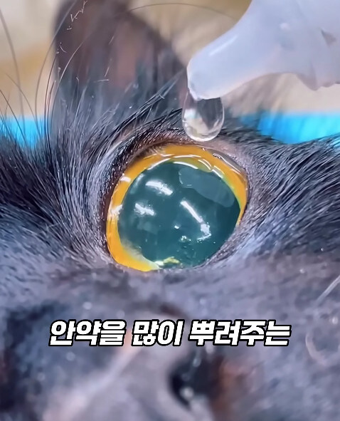 동물병원에서 눈물을 흘리는 고양이들의 비밀_20.jpg