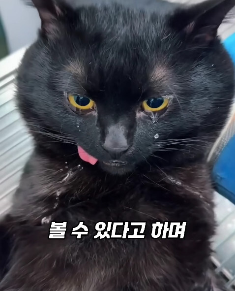 동물병원에서 눈물을 흘리는 고양이들의 비밀_25.jpg