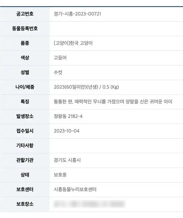 통통하고 양말 신은 고양이 보호중.jpg_1.jpg