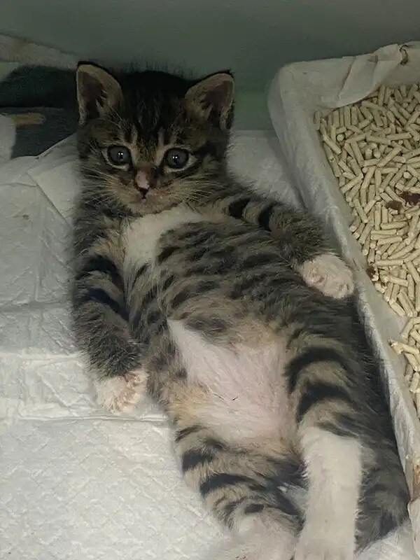 통통하고 양말 신은 고양이 보호중.jpg_2.jpg