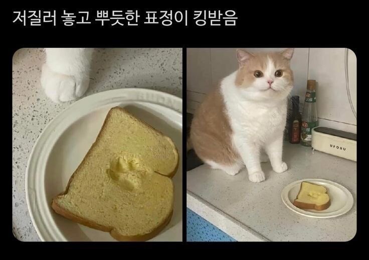 고양이가 뿌듯한 표정을 짓는 순간_1.jpg