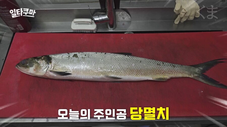 뭘 멸치가 1m 3cm나 하냐_1.png