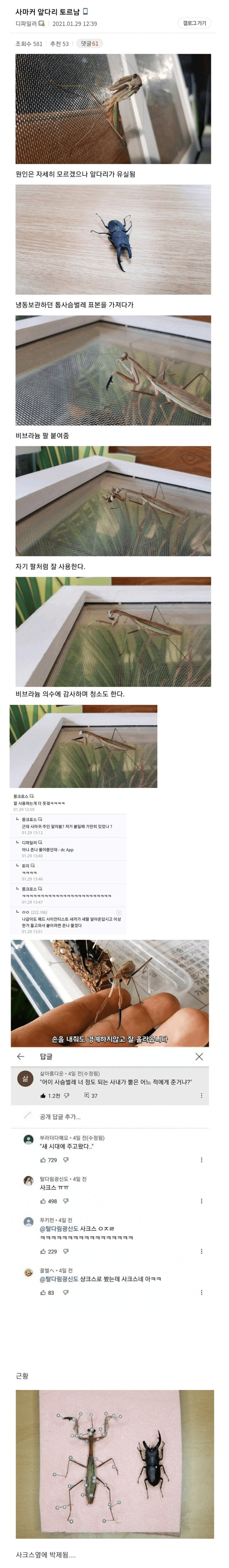애완 사마귀 앞다리가 뜯어진 것을 보고 수리해준 모습.jpg_1.png