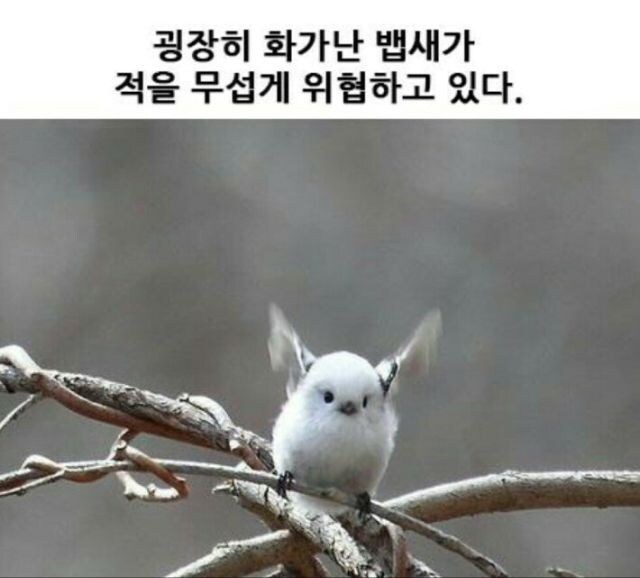 버드미사일이다!_1.jpg