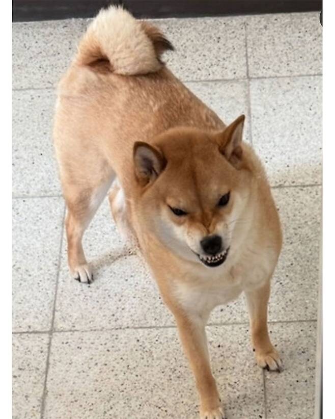 엘베 점검해서 화가 잔뜩난 강아지_3.jpg