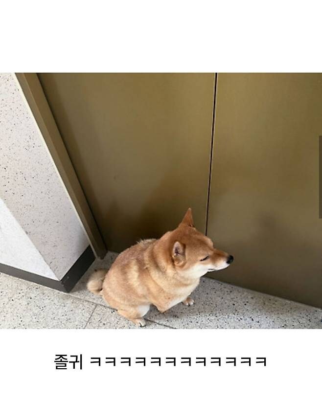개빡친 댕댕이.jpg_3.jpg