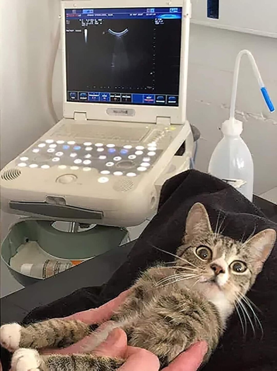 자신의 임신사실을 알게된 고양이의 표정변화_3.jpg
