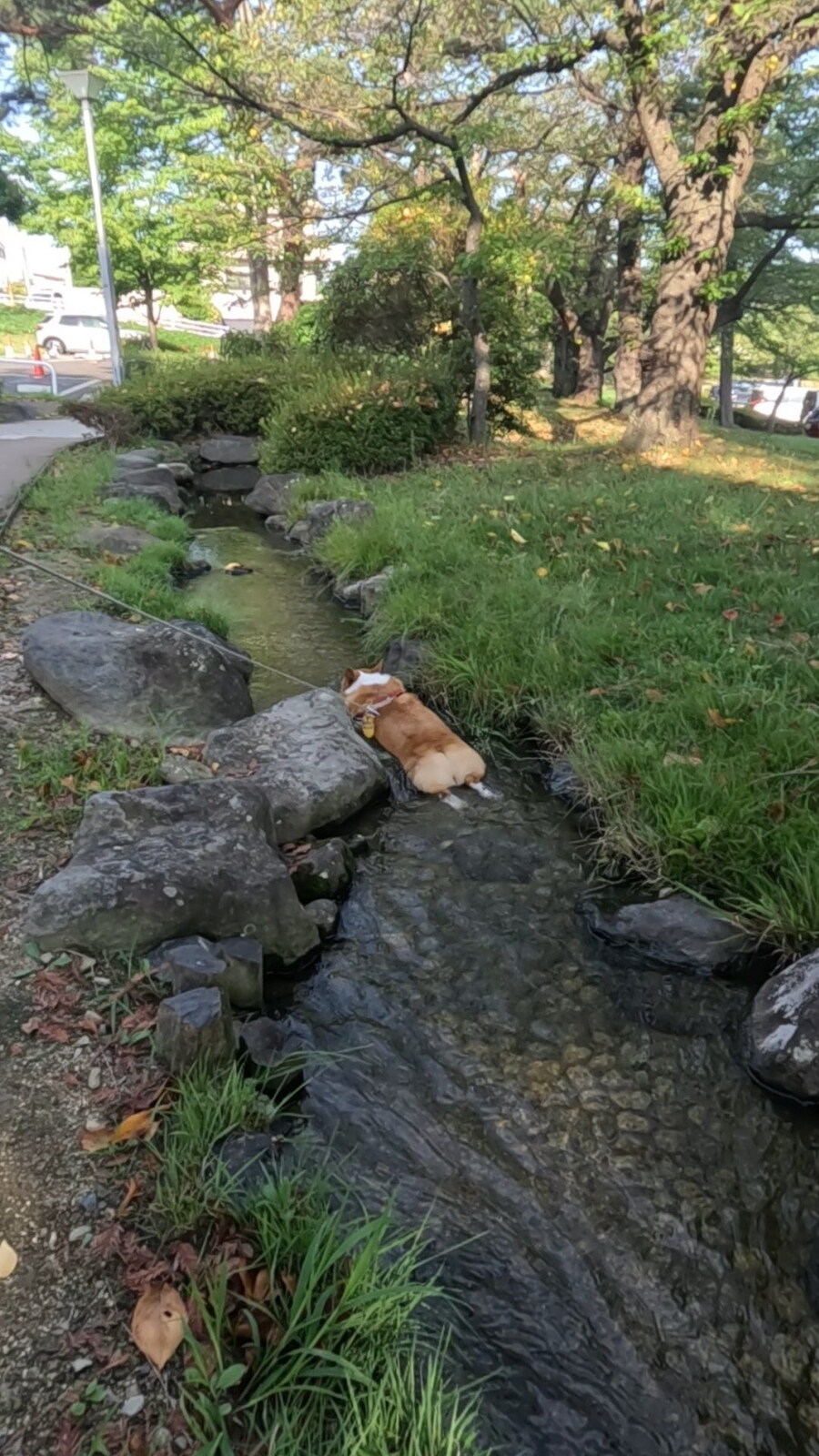 일본 개울에서 발견된 견사체_1.jpg