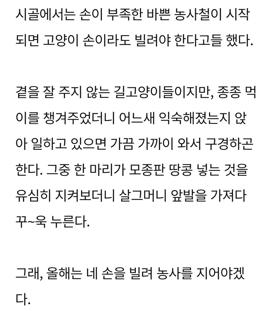 바쁜 농사철… 고양이 손이라도 빌려 볼까_2.jpg