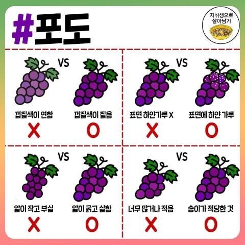 고기, 과일, 조미료 고르는 꿀팁.jpg_12.jpg