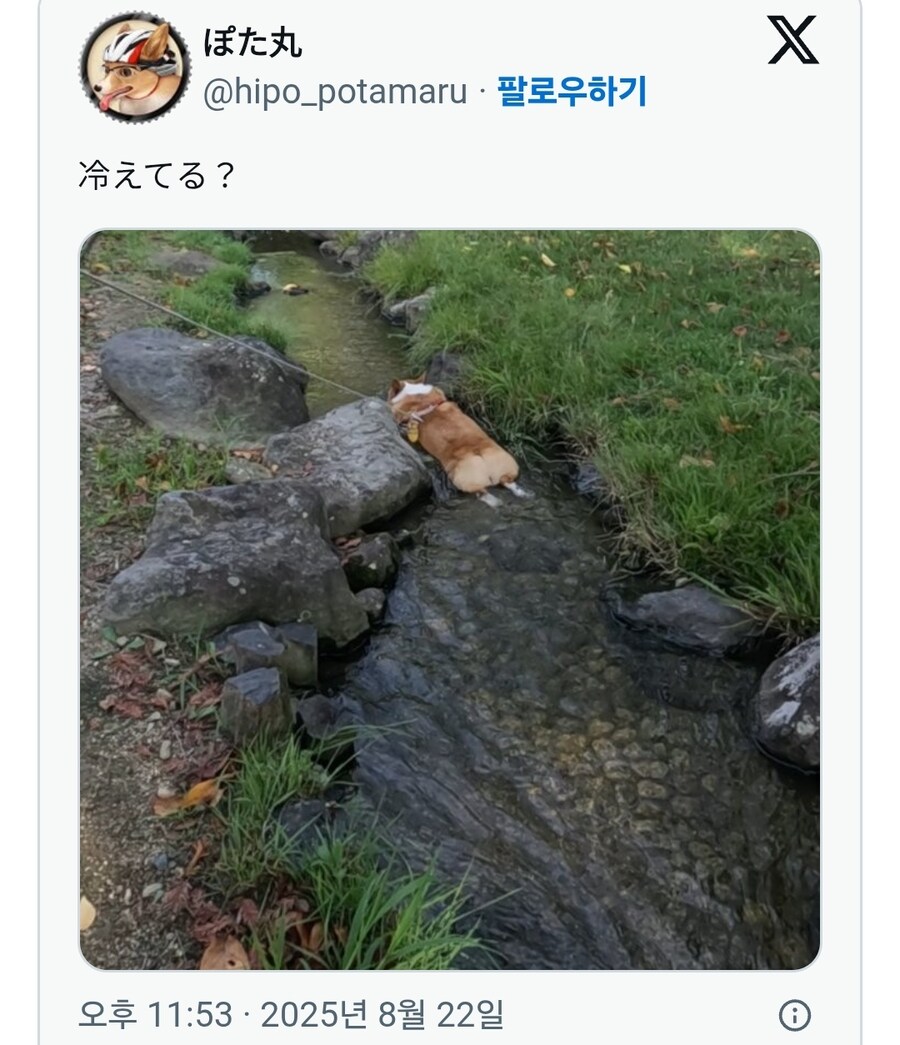더워서 개천에 뛰어든 코기_1.jpg