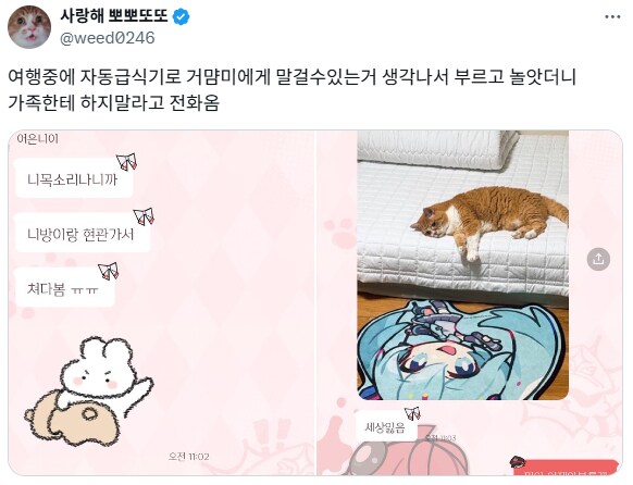자동급식기로 고양이한테 말걸수 있길래 해봤더니.jpg_1.png