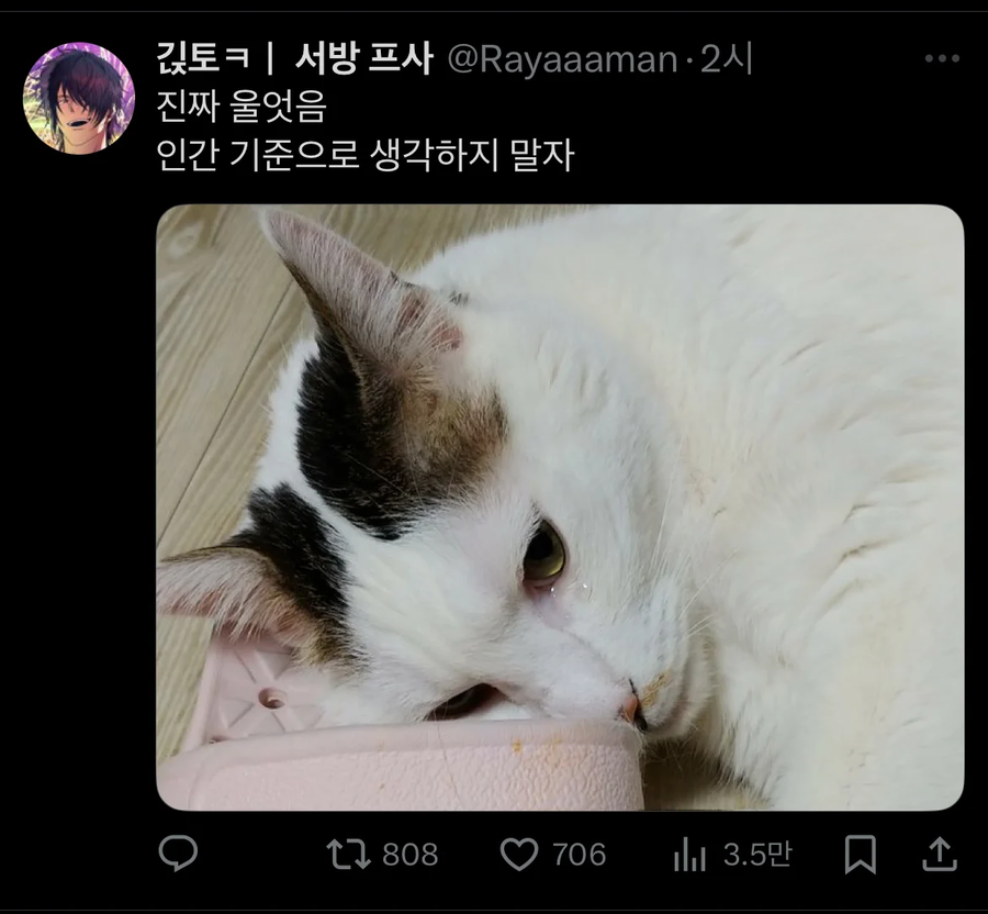 팻캠으로 고양이를 부르면 생기는 효과_5.webp