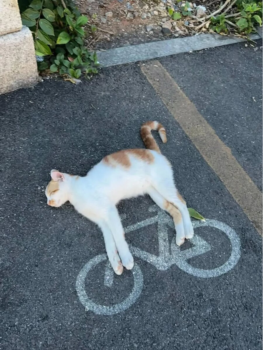 고양이_1.jpg