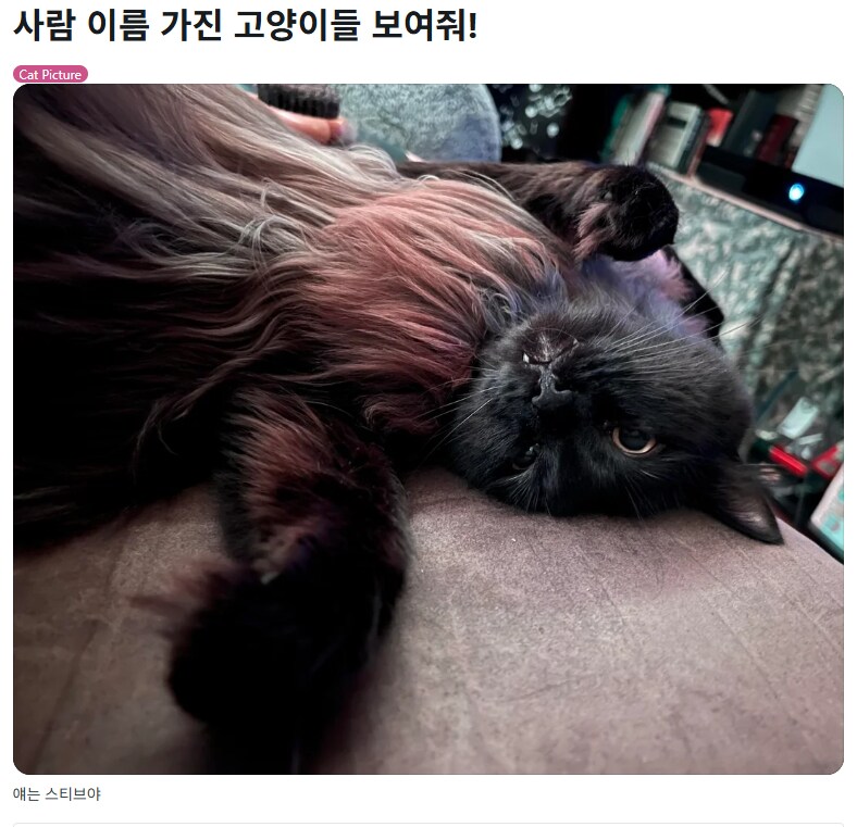 집사들아 너네가 데리고 있는 사람 이름을 가진 고양이들을 보여줘.jpg_1.png