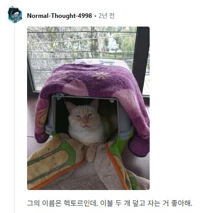 집사들아 너네가 데리고 있는 사람 이름을 가진 고양이들을 보여줘.jpg_2.png