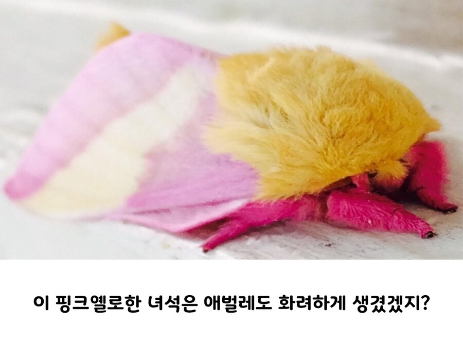 못생기게 태어나서 예뻐지는 케이스.jpg_2.jpg