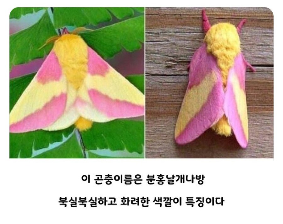 못생기게 태어나서 예뻐지는 케이스.jpg_1.jpg