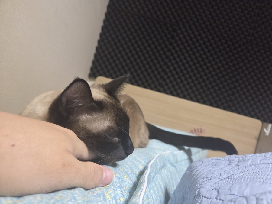 잘자는 고양이 꼴보기 싫어서 집사새.끼는..._3.jpg