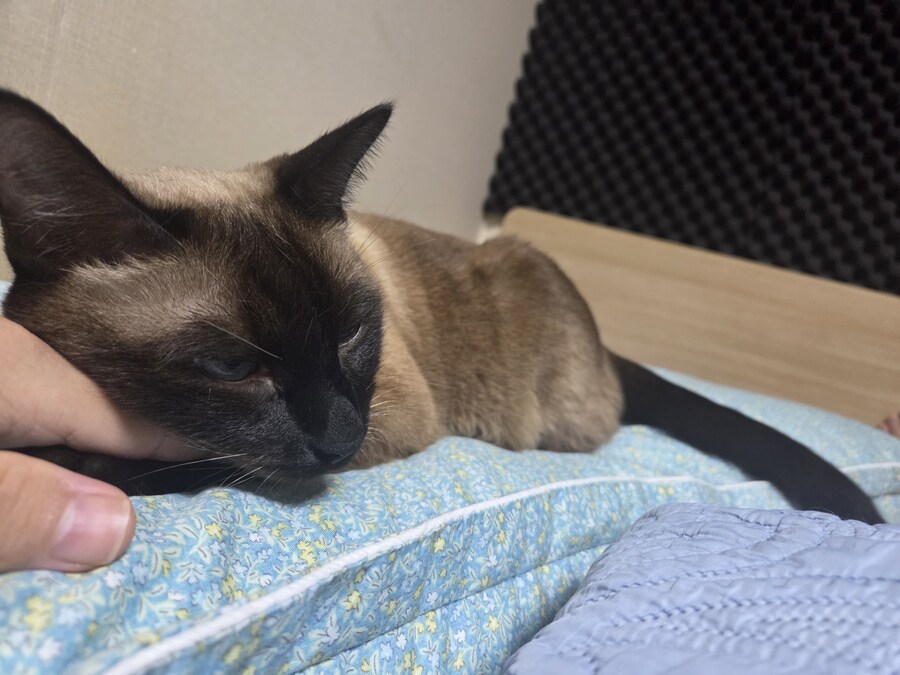 잘자는 고양이 꼴보기 싫어서 집사새.끼는..._4.jpg