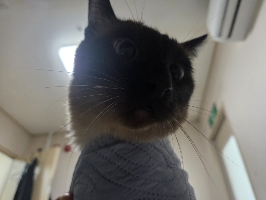 잘자는 고양이 꼴보기 싫어서 집사새.끼는..._5.jpg