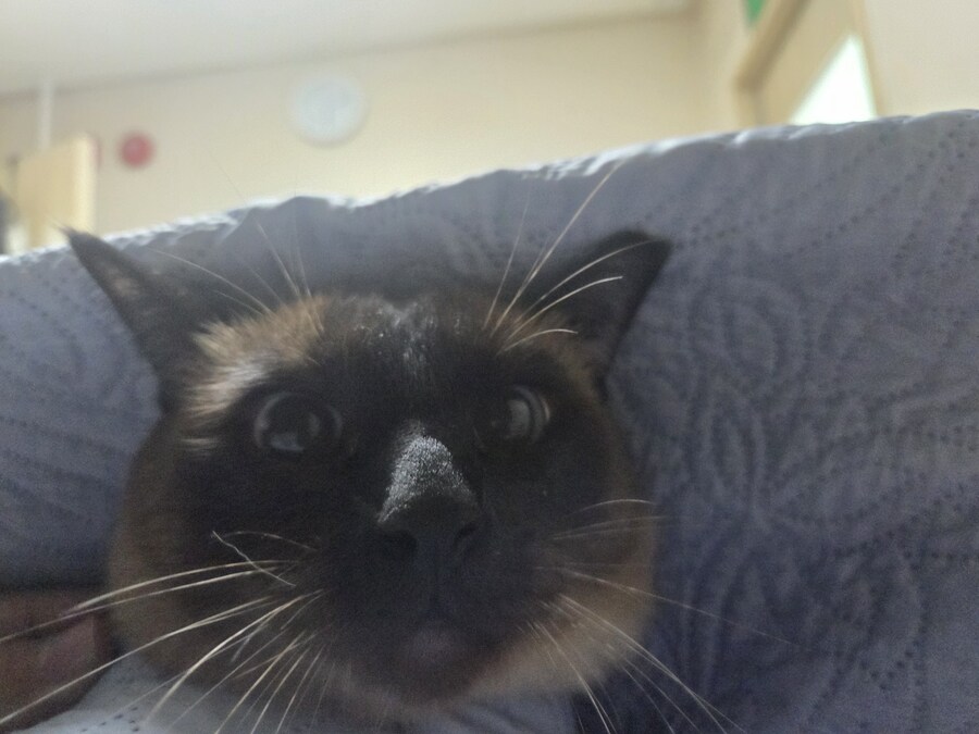 잘자는 고양이 꼴보기 싫어서 집사새.끼는..._6.jpg