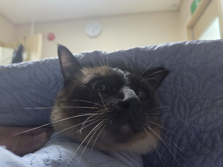 잘자는 고양이 꼴보기 싫어서 집사새.끼는..._7.jpg