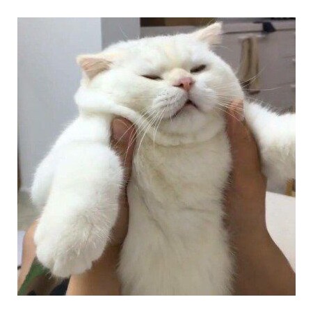 쮸글어진 고양이_2.png