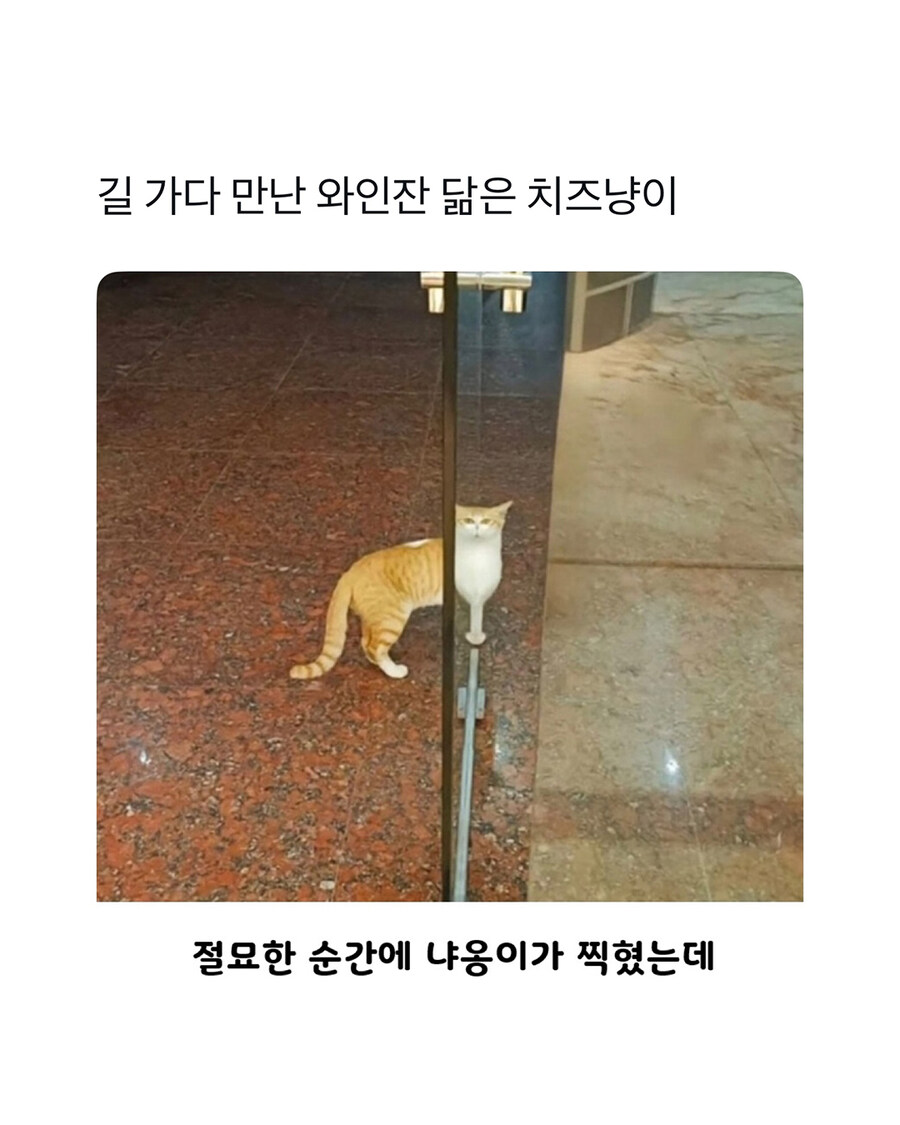 와인잔 닮은 치즈냥이.jpg_1.jpg