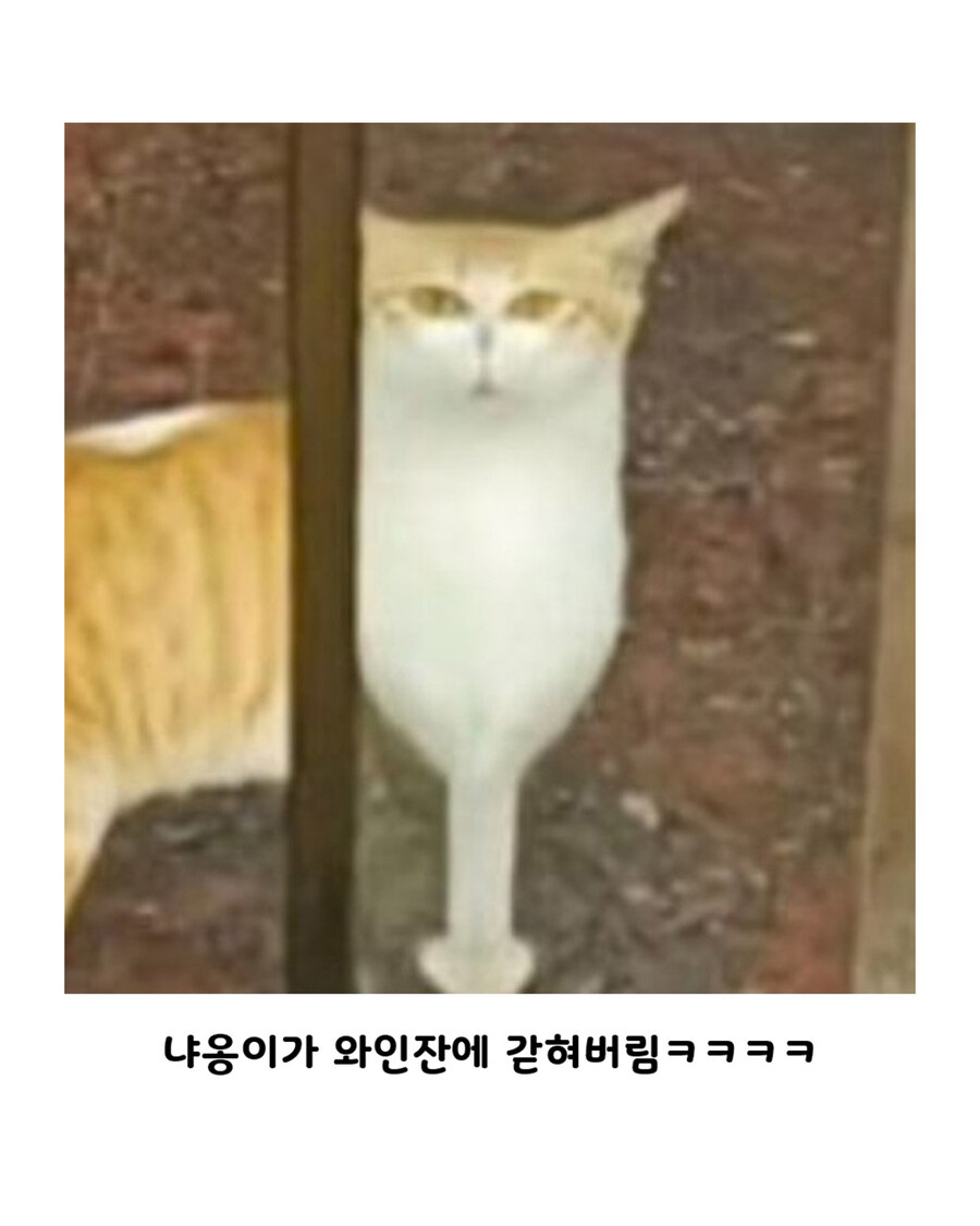 와인잔 닮은 치즈냥이.jpg_2.jpg