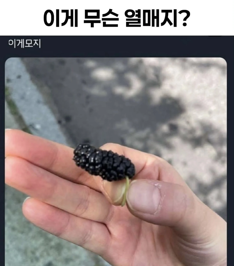이게 무슨 열매지?_1.webp