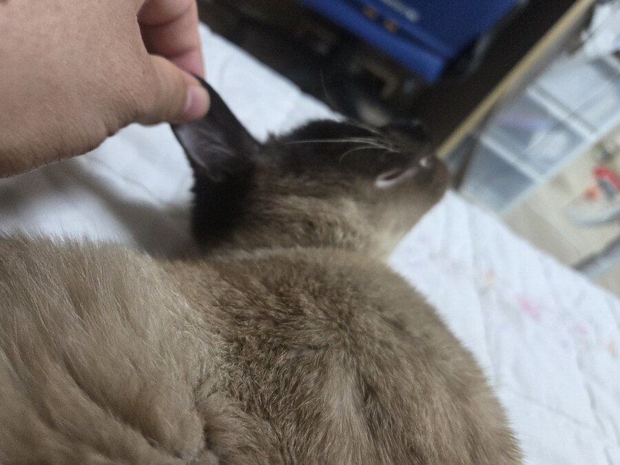 새끼 고양이는 슬라임 장난감 만지듯 많이 만져야 한다고 한다!!_15.jpg