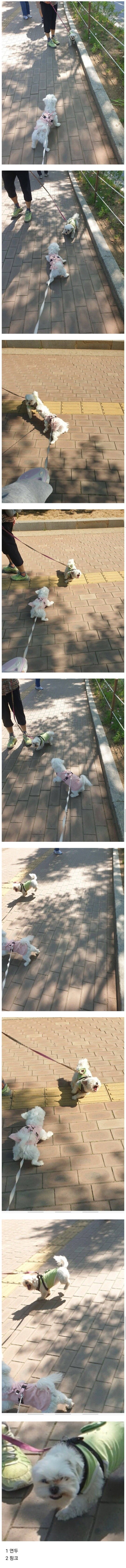 강아지 산책하다가 싸움났는데 솔직히 누가 이긴거같아?.jpg_1.jpg