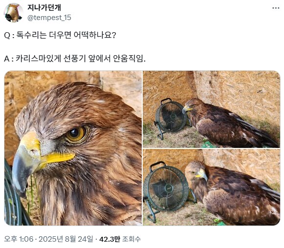 독수리는 더우면 어떡하나요_1.png