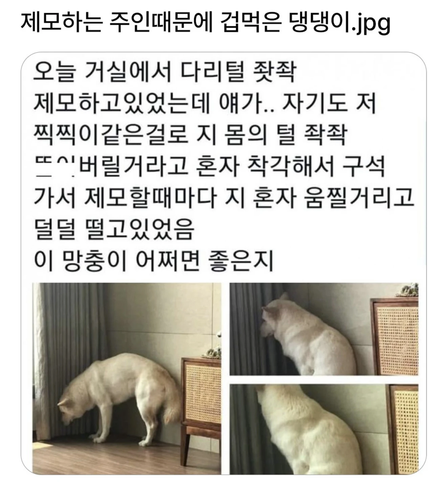 제모하는 주인보고 겁먹은 강아지.JPG_1.webp