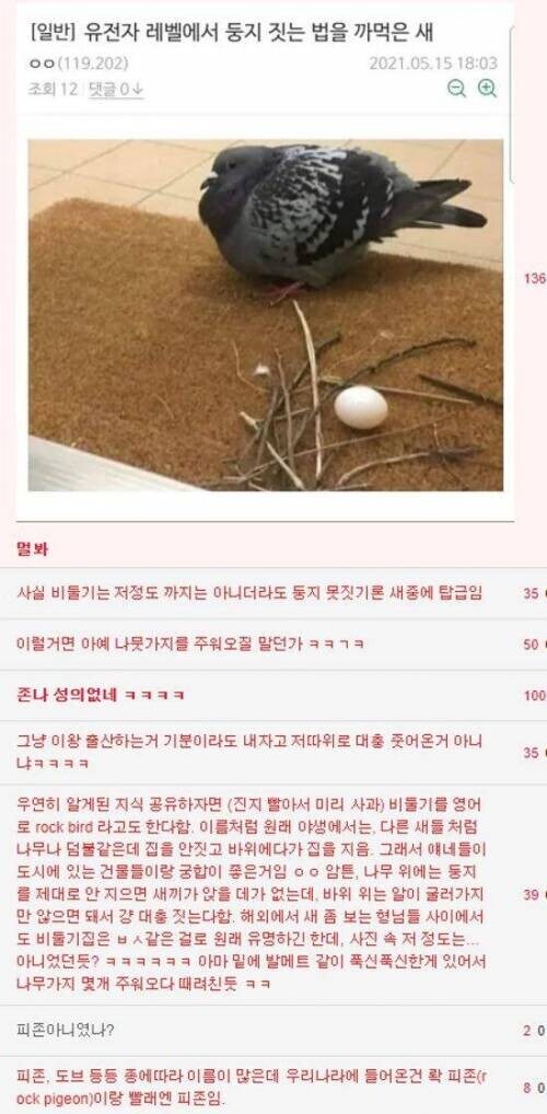 둥지 대충 만들고 알 낳는 새_2.jpg