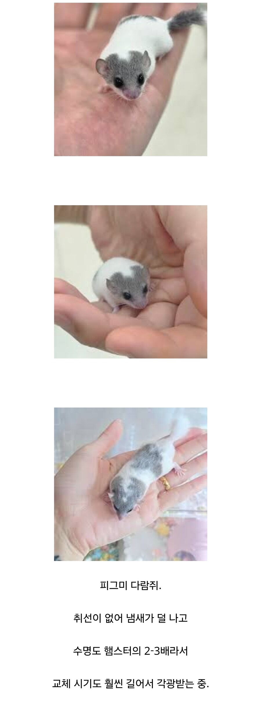 국내에서 햄스터의 지위를 빼앗고 있는 생물.jpg_1.jpg