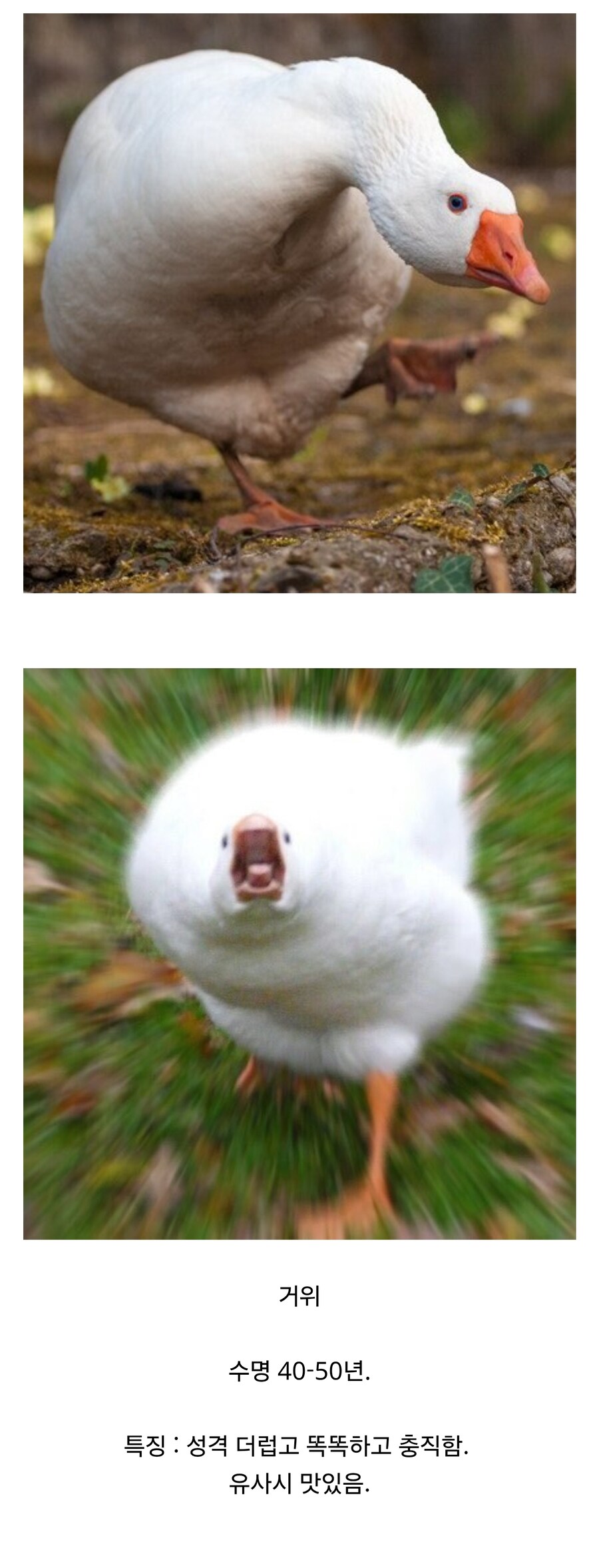 한평생을 같이할 수도 있는 애완동물.jpg_1.jpg